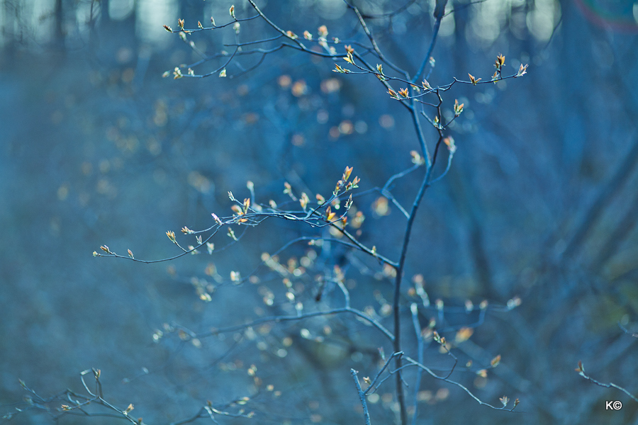 IMAGE: https://lh3.googleusercontent.com/-M-Sn9QDPQqY/T3EheHZdMRI/AAAAAAAAaUA/EVkItEZWfbY/s900/_MG_3837.JPG