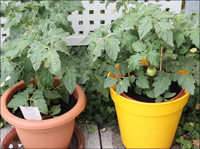 00 Tomaten 00 Tomaten