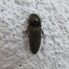 Click Beetle