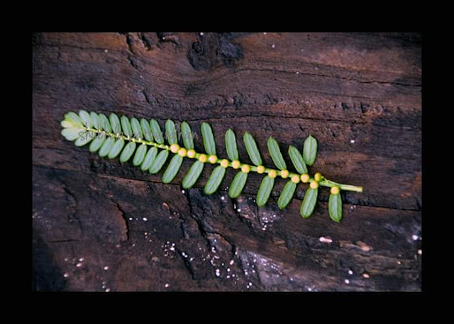 Phyllanthus fraternus, Gulf Leaf-Flower, भुईआवळी, Badlapur Maharashtra India