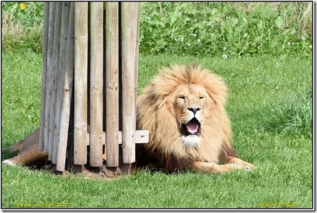 Yorkshire Wildlife Park - August