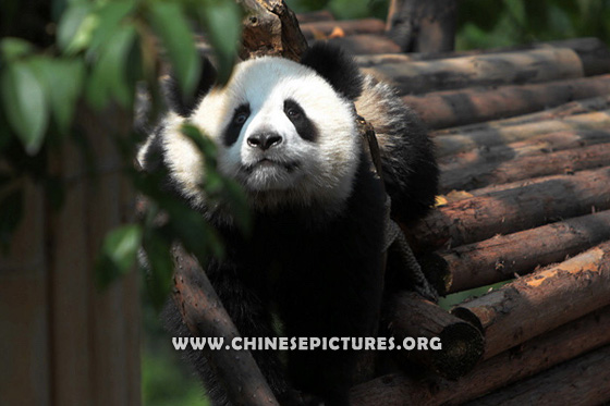 Chinese Panda Photo 2