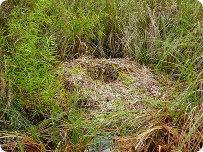 alligator nest