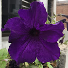 Petunia (purple)