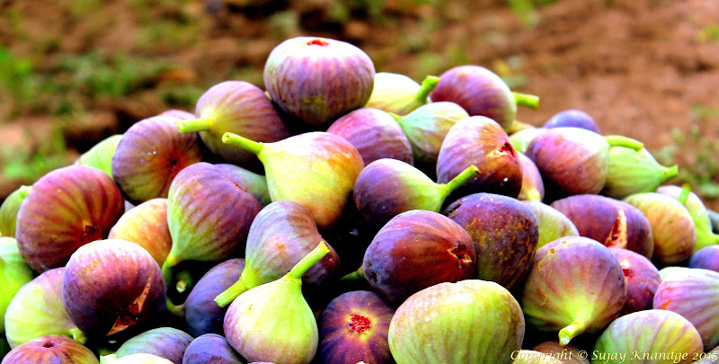 Figs