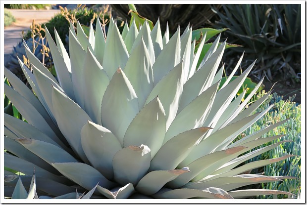 141227_Huntington_0274_Agave-parryi-huachucensis