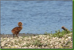 Slimbridge WWT - June