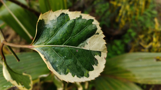 hd back ground green leaf