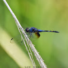 Black Stream Glider