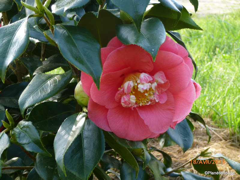 Camelia