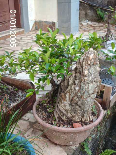 Ficus Microcarpa Começando... PICT2499