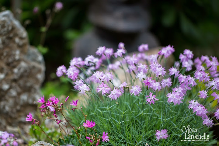 Dianthus First Love Dianthus-first-love-140616-139rm