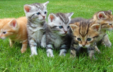 Cute Kittens small promo image