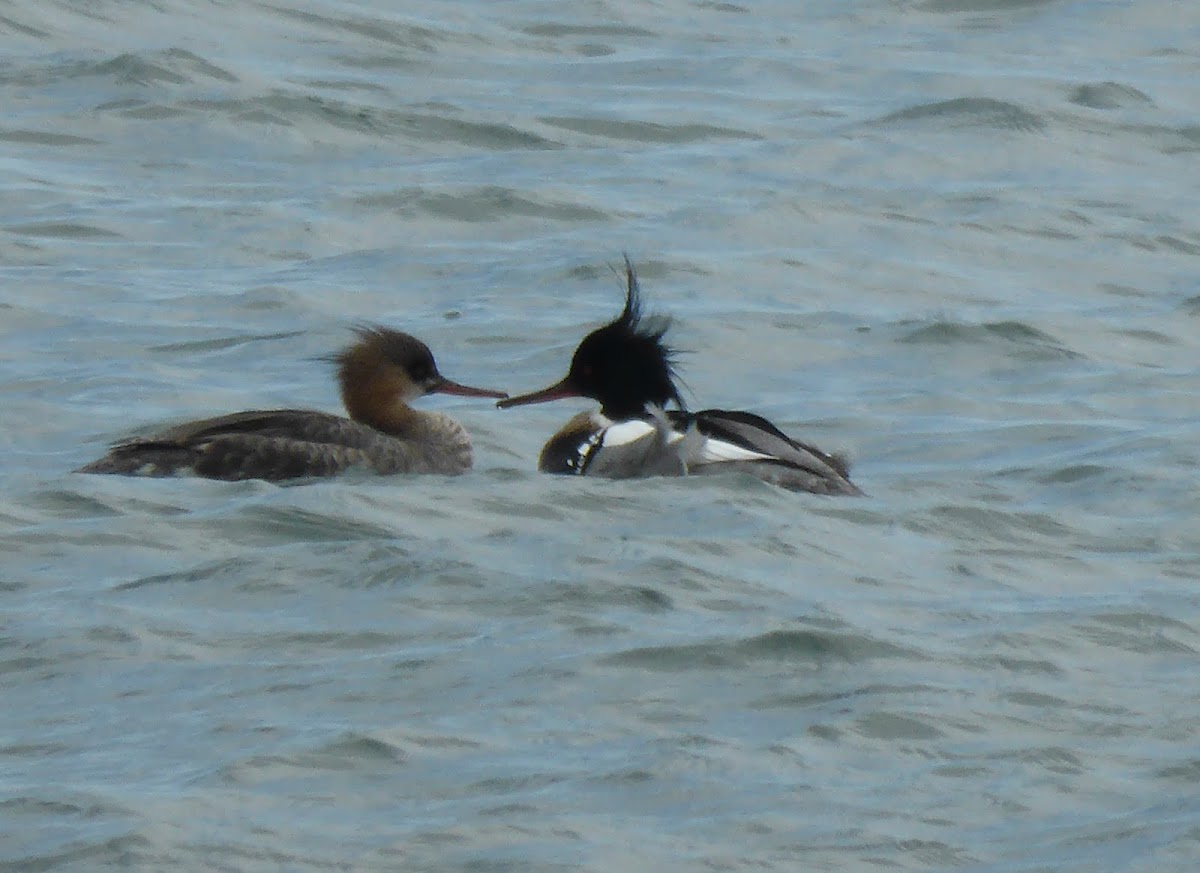 Red-breasted Merganser