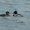 Red-breasted Merganser