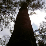 Burnt Eucalypt (33917)