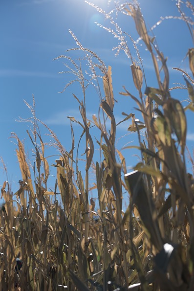 Canon City Pumpkin Patch-41