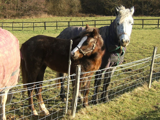 1102030119 Friendly horses at Forstal Farm