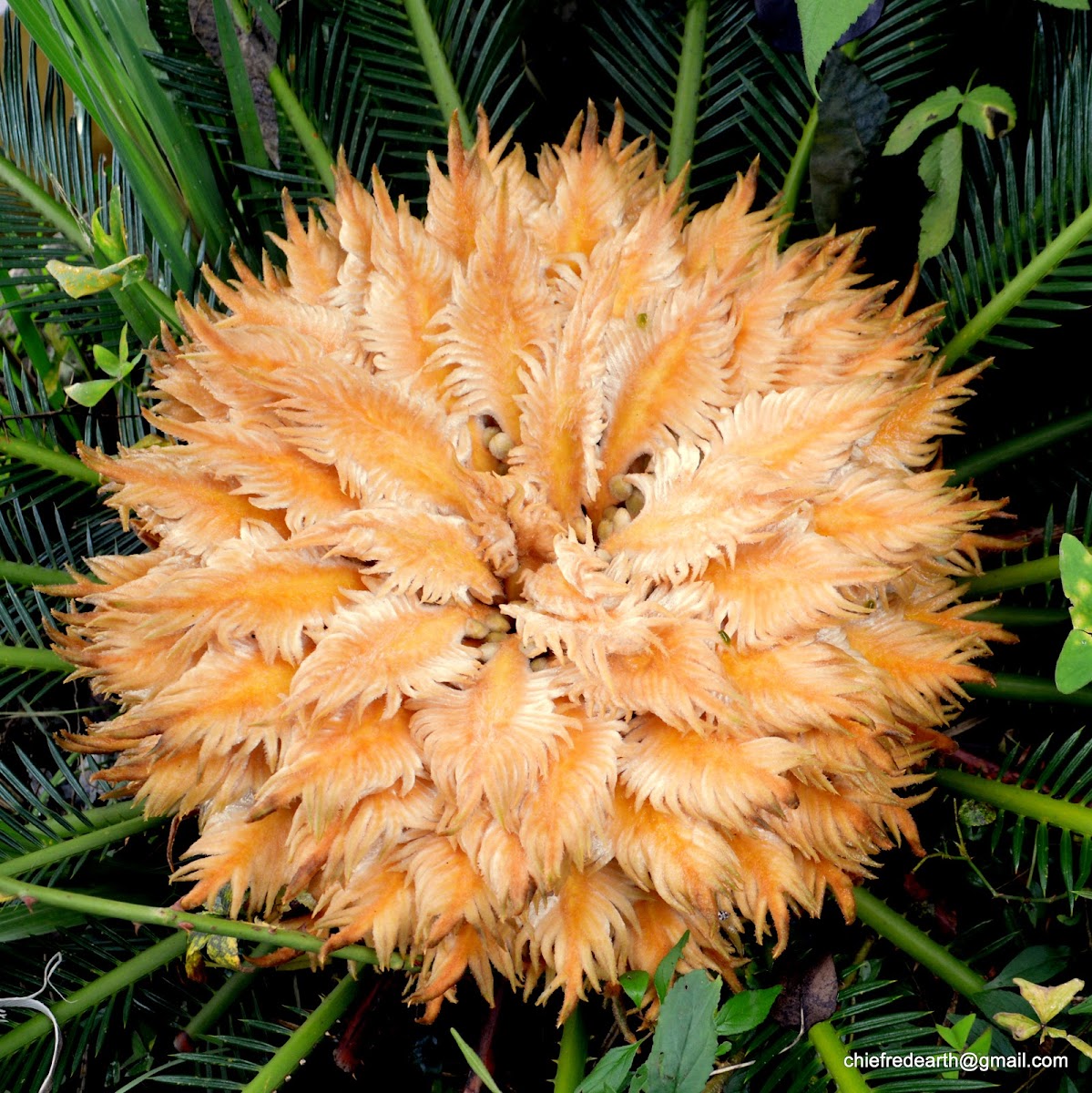 cycad