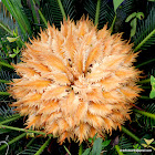 cycad