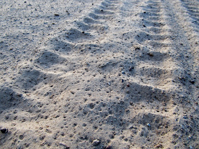 Rain sprinkles in the sand over my tire tracks