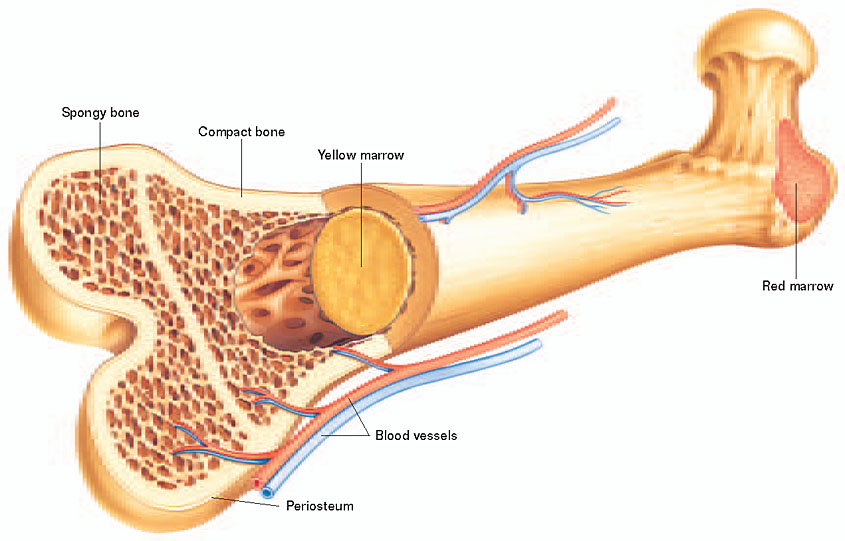 파일:external/4.bp.blogspot.com/bone-marrow.jpg