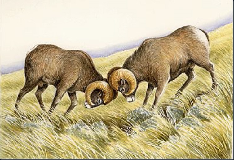 rams_fighting