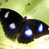 Great eggfly