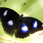 Great eggfly