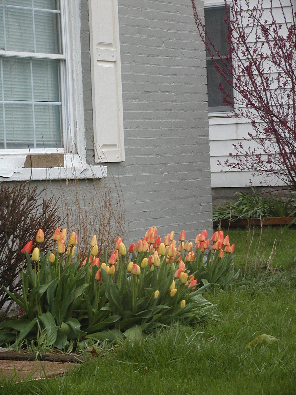 Yellow tulips against a Sage