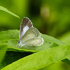 Summer Azure Butterfly