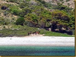 chevaux hydra ay nikolaos