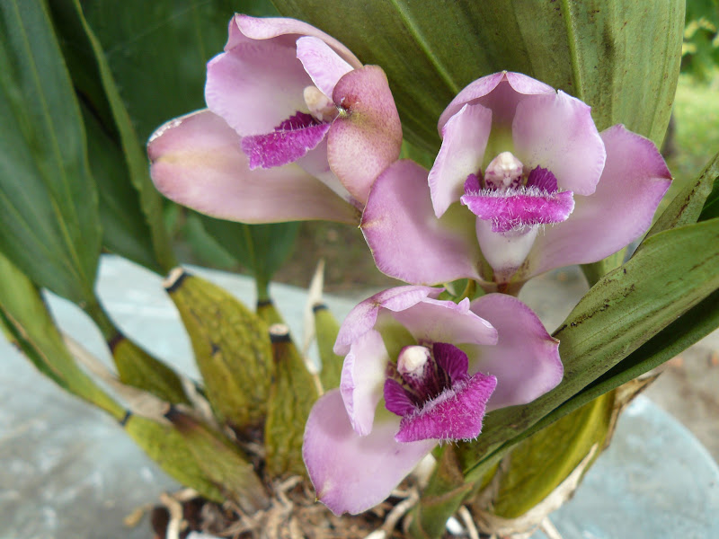 Bifrenaria thyriantina P1050728