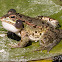 Iberian Water Frog