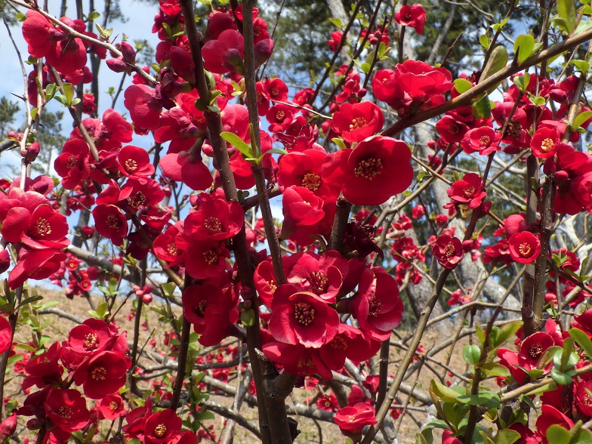 ボケ Chaenomeles Familiar Flowers 2