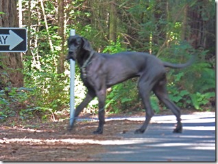 Great Dane on loose at Florence Keller Park