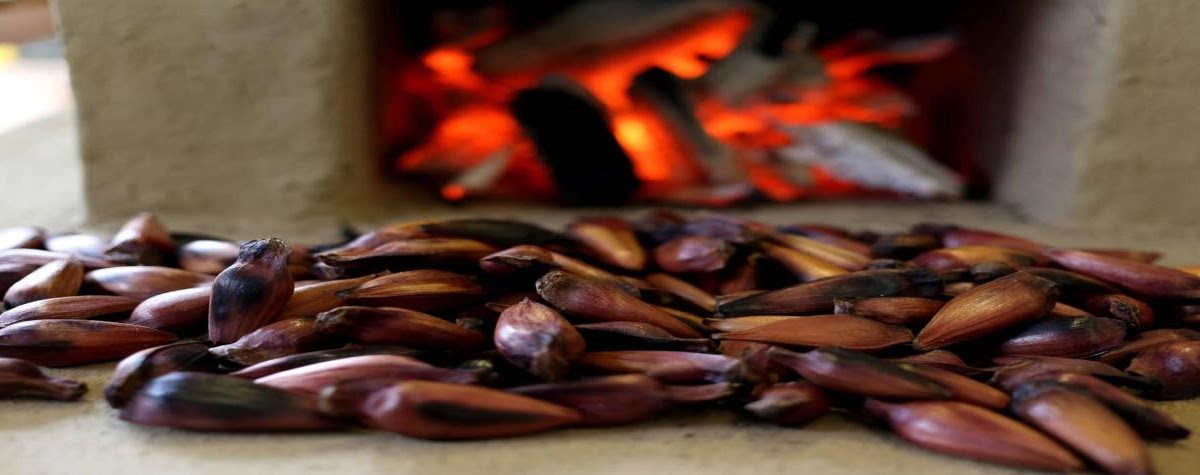 É festa de pinhão: os benefícios e a rica história desse alimento