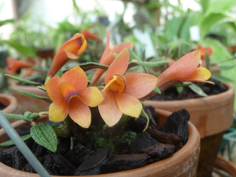 Dendrobium cuthbertsonii (version été) P1230467