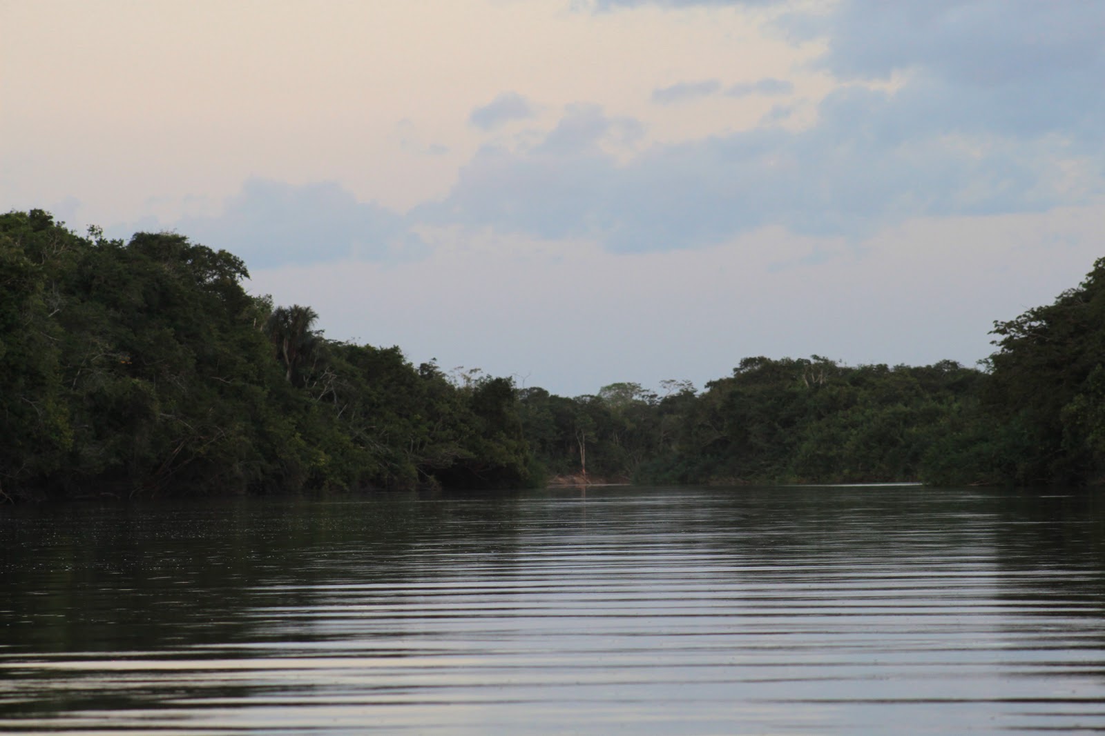 Still Life With Birder: On the Rupununi River (Back to Guyana...)