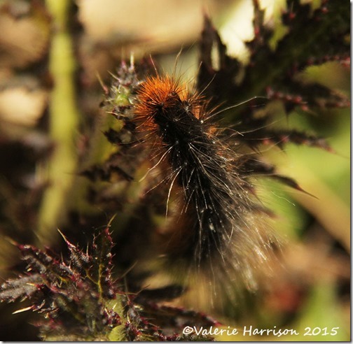 13-Garden-tiger-Caterpillar