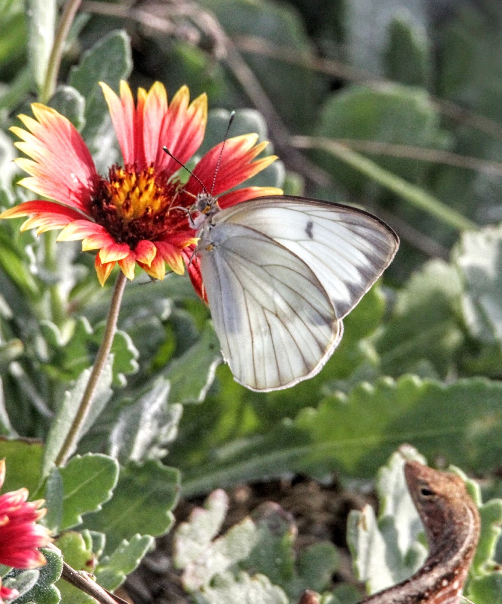 Great Southern White