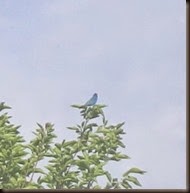 Indigo Bunting Sighted!