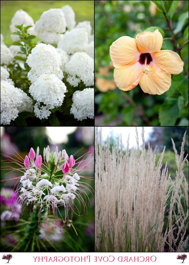 These are the vegetable garden