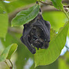 Fruit bat