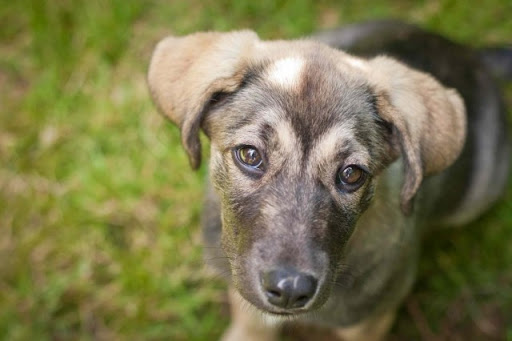 dog-training photo:dog training stick 