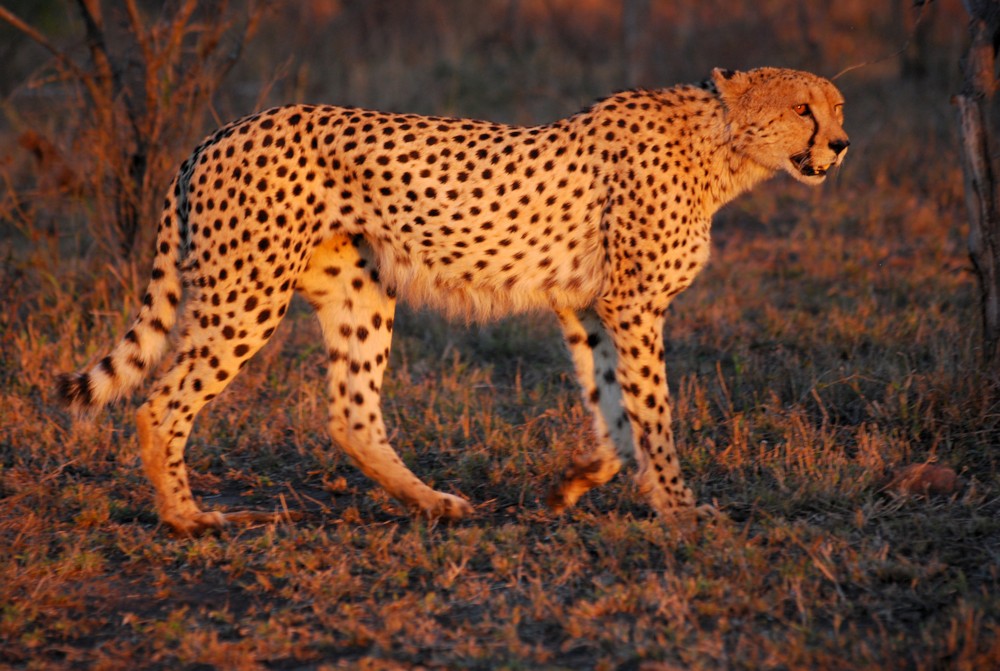 파일:external/upload.wikimedia.org/Cheetah_Umfolozi_SouthAfrica_MWegmann.jpg