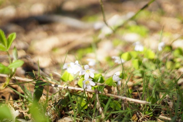 foxley wood Norfolk in spring