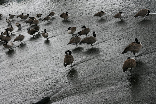 1008 005 Henley via Hambleden Circular, The Thames Valley, England One legged geese on the lock