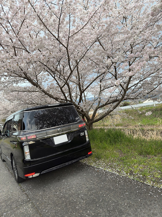 エルグランドのサクラと愛車・エルグランドE52・桜とコラボ・桜シーズン開幕に関するカスタム事例の投稿画像4枚目