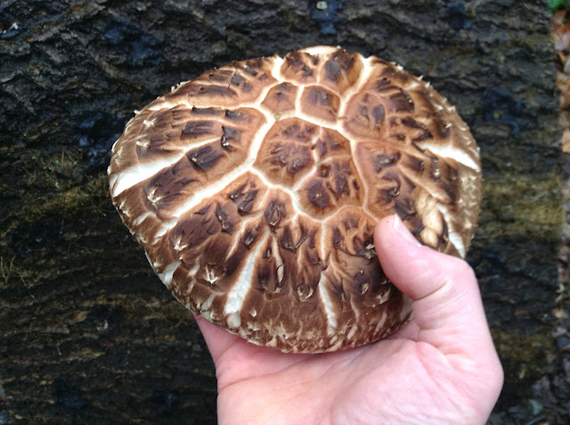 150417WestWindShiitake.jpg